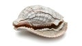A close up of a shell on a white background (ai generated) Royalty Free Stock Photo