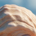 Close-up of a seashell with a smooth, glossy surface and layered texture. The shell is Royalty Free Stock Photo