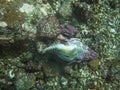 Close up detail Snail Sea Shell on Rough Ocean Floor