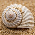 Close-up of a seashell with a spiral, ribbed pattern resting on sand. The shell is predominantly Royalty Free Stock Photo