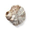Close up Seashell with Striped Pattern on White Background Isolated Still Life Royalty Free Stock Photo