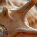 Close-up of a seashell surface featuring smooth, flowing ridges and sharp, pointed Royalty Free Stock Photo