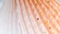 Close up of a seashell with texture and natural patterns, Stock Photo, Generative AI