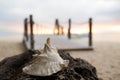 Close up of seashell on tropical beach