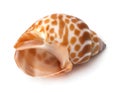 Close up of a seashell