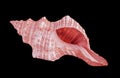 Close up of seashell on background Royalty Free Stock Photo