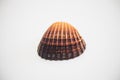 Close up of seashell on white surface background. Royalty Free Stock Photo