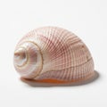 A close-up of a seashell on a white background, showcasing its spiral shape and detailed texture. Royalty Free Stock Photo