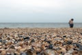 Close-up of seashells on the beach overlooking the sea. Selective focus Royalty Free Stock Photo
