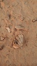 Seashells and footprints creating patterns on the beach sand in marsa alam, egypt mobile wallpapper Royalty Free Stock Photo