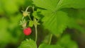 Seasonal harvest of organic berry and wild strawberry. Nature of Europe. Close up.