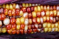 Close up of seasonal Indian summer corn with stalk for Thanksgiving concept Royalty Free Stock Photo