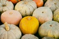 Close-up of a seasonal natural background of several pumpkins, Rural Scene. Harvest concept, Thanksgiving, Halloween