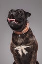 Close up of seated panting boxer looking up to side