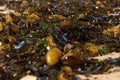 Close up of seaweed lying on the beach. Several different species, brown and green. Royalty Free Stock Photo