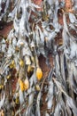 Close up of seaweed on metal post Royalty Free Stock Photo