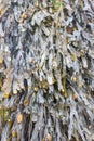 Close up of seaweed on wooden posts Royalty Free Stock Photo