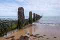 Close up of seaweed on wooden posts Royalty Free Stock Photo