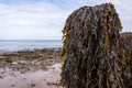 Close up of seaweed on wooden posts Royalty Free Stock Photo