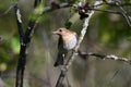 Veery Thrush bird perched on a twig on the forest floor Royalty Free Stock Photo
