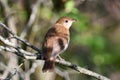 Veery Thrush bird perched on a twig on the forest floor Royalty Free Stock Photo