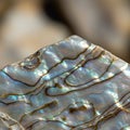 Close-up of a section of abalone shell (Haliotis spp.), showcasing its iridescent nacre Royalty Free Stock Photo