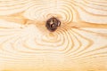 A close-up of a section of a tree with the image of bifurcated rings on the trunk appearing with aging and longevity in the form Royalty Free Stock Photo