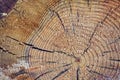 Close up section of a tree trunk. Royalty Free Stock Photo