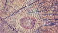 Close up section of a tree trunk. Royalty Free Stock Photo