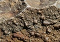 Close-up of a sedimentary rock surface, showcasing a textured composition of small, rounded pebbles Royalty Free Stock Photo