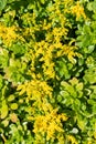 Sedum confusum flowers Royalty Free Stock Photo