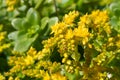 Sedum confusum flowers Royalty Free Stock Photo