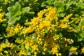 Sedum confusum flowers Royalty Free Stock Photo