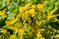 Sedum confusum flowers Royalty Free Stock Photo