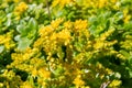 Sedum confusum flowers Royalty Free Stock Photo