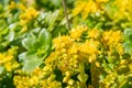 Sedum confusum flowers Royalty Free Stock Photo