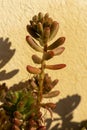Close up of a Sedum rubrotinctum plant Royalty Free Stock Photo