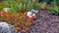 Close up of Sedum or Spanish stonecrop plant on volcanic stones Royalty Free Stock Photo