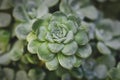 `Sedum spathulifolium Cape Blanco` stonecrop plant Royalty Free Stock Photo