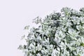 \'Sedum spathulifolium Cape Blanco\' stonecrop plant Royalty Free Stock Photo