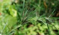 Close up of a seed cluster of Heteropogon contortus an Ayurvedic plant Royalty Free Stock Photo