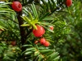 Close-up of seed cones with seed surrounded by fleshy scale which develops into berry-like structure called an aril Royalty Free Stock Photo