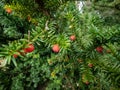 Close-up of seed cones with seed surrounded by fleshy scale which develops into berry-like structure Royalty Free Stock Photo
