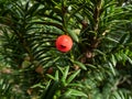 Close-up of seed cones with seed surrounded by fleshy scale Royalty Free Stock Photo