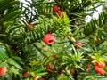 Close-up of seed cones with seed surrounded by fleshy scale which develops into berry-like structure Royalty Free Stock Photo