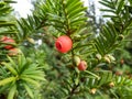 Seed cones with seed surrounded by fleshy scale which develops into berry-like structure called an aril of evergreen Royalty Free Stock Photo
