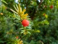 Close-up of seed cones with seed surrounded by fleshy scale which develops into a red berry-like structure called an aril of Royalty Free Stock Photo
