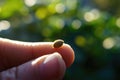 Close-up of a seed on a finger, with blurred greenery in the background, evoking growth and nature