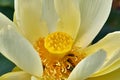 Close up of seed head and stamens of Nelumbo lutea, American Lotus flower in a sea of lilypads Royalty Free Stock Photo