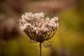 Close-up of the seed head of a wild carrot flower Royalty Free Stock Photo